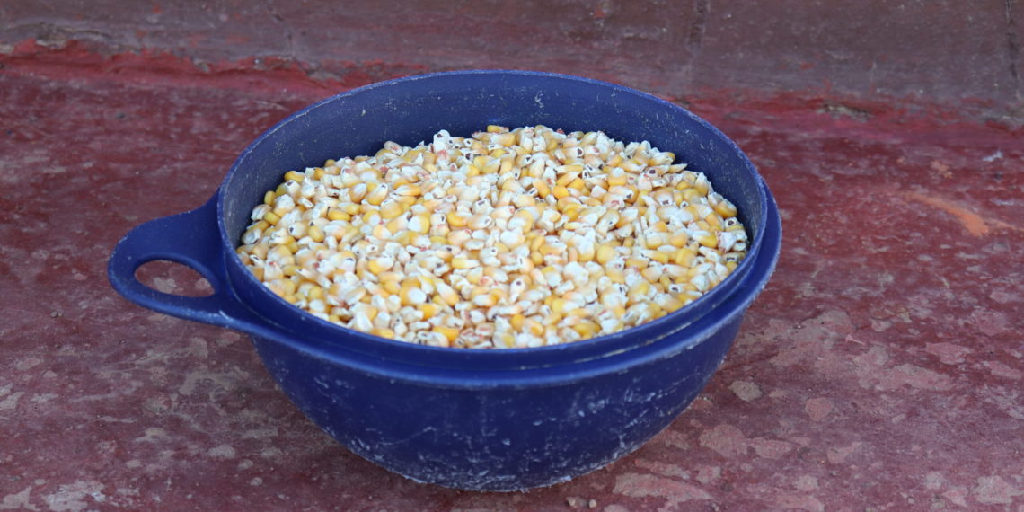 Maize is one of the three major GM crops cultivated in South Africa. It is also a staple food in many African households. CREDIT: Simphiwe Mashexa