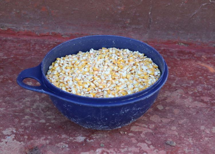 Maize is one of the three major GM crops cultivated in South Africa. It is also a staple food in many African households. CREDIT: Simphiwe Mashexa