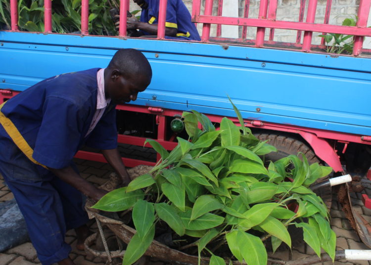 A worker at AGT Laboratories in Uganda tends to tissue cultured plants. CREDIT: David Rupiny Share on Facebook Share on Twitter