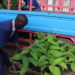 A worker at AGT Laboratories in Uganda tends to tissue cultured plants. CREDIT: David Rupiny Share on Facebook Share on Twitter
