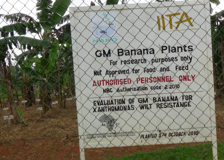 A garden at Uganda’s National Agricultural Research Laboratories’ National Banana Research Programme containing genetically modified bananas. CREDIT: Henry Lutaaya