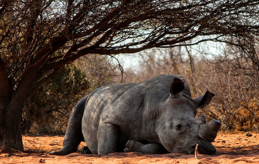 Picture: Pexels/Lee Ann Nicholls